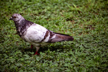 Dove on Green Grass in park
