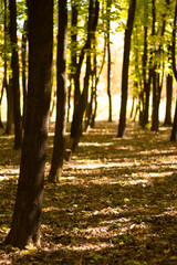 Autumn landscape in yellow forest.