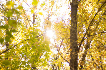 Autumn landscape in yellow forest.