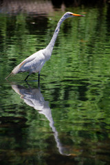 Heron Feeding in Pond