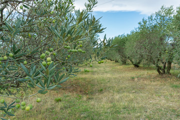 olive tree