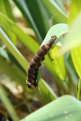 Raupe auf Blatt