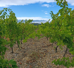 Fototapeta na wymiar vineyard Languedoc south of France