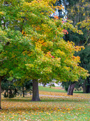 Naklejka premium picture with beautiful colored leaves on background
