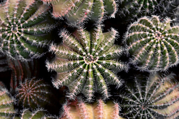Cactus