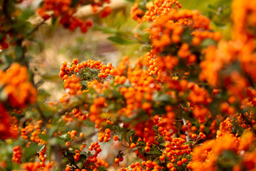 mountain ash, rowan-tree