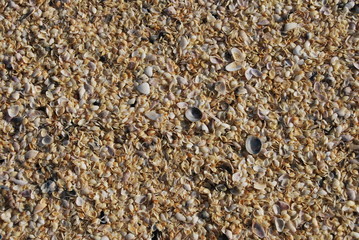 Sfondo e background di conchiglie