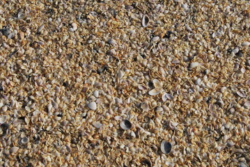 Sfondo e background di conchiglie