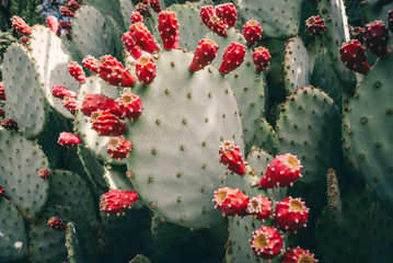 Prickly Pear