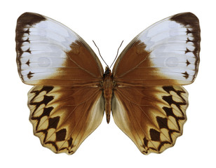Butterfly Stichophthalma fruhstorferi on a white background