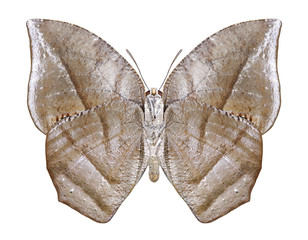 Butterfly Anaea lineata (underside) on a white background