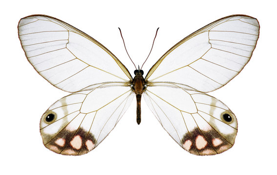 Butterfly Cithaerias pyropina on a white background