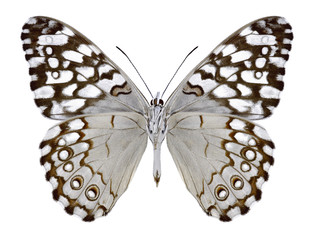 Butterfly Hamadryas februa (underside) on a white background