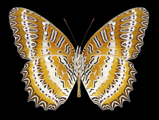 Butterfly Cethosia biblis (underside) on a black background