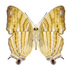 Butterfly Cyrestis thyonneus (underside) on a white background