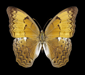 Butterfly Cirrochroa tyche on a black background