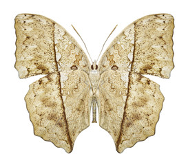 Butterfly Cymothoe theobene (underside) on a white background