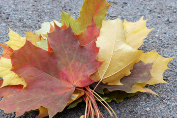 Fallen multicolor autumn maple leaves lying on the ground