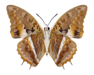 Butterfly Charaxes cynthia (underside) on a white background