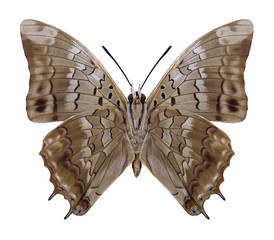 Butterfly Charaxes etheocles carpenter (underside) on a white background