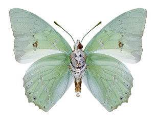 Butterfly Charaxes eupale (underside) on a white background