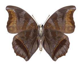 Butterfly Charaxes laodice (underside) on a white background