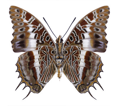 Butterfly Charaxes brutus (underside) on a white background