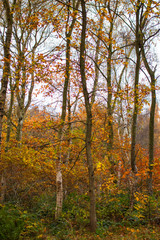 Fototapeta na wymiar Sherwood Forest autumn trees. Autumnal colours - trees in woodland. Background nature forest scene.
