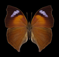 Butterfly Salamis anteva on a black background