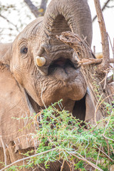 Closeup of an African elephant cow feeding on a thorny bush in the Kruger National Park in South Africa 