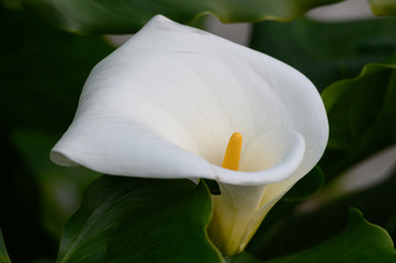 Bright White of a calla lily flower