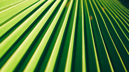 palm tree leaf