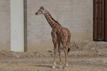 Giraffe in the outdoors