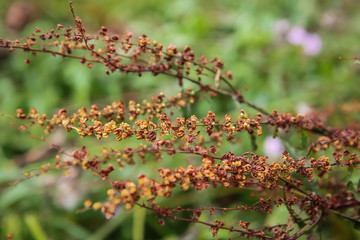 Dried plant in the garden