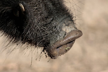 wildschweinrüssel