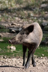 junges wildschwein steht vor grünem tümpel