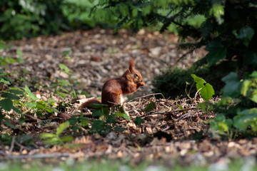 eichhörnchen sitzt in der sonne und frisst