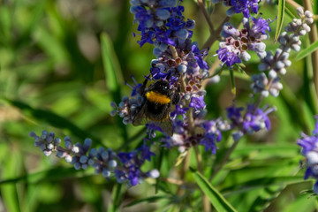 bumblebee on flower