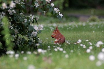 eichhörnchen unter weissen blumen