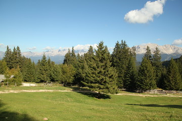 Fototapeta na wymiar Tannen mit Berg Panorama im Hintergrund