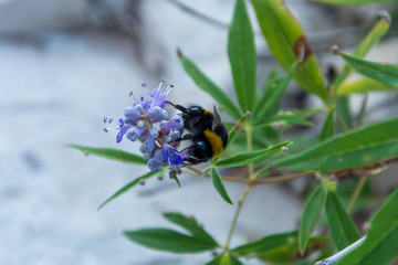 bumblebee closeup