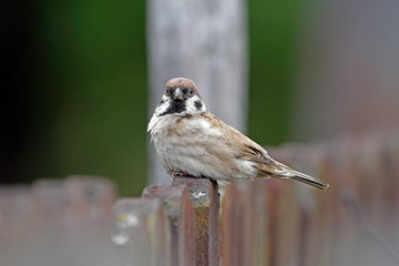 Feldsperling (Passer montanus) auf einem Gartenzaun - Tree sparrow on a wooden fence