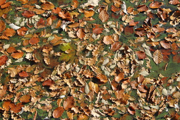 kunstvolle Blätter im Eis