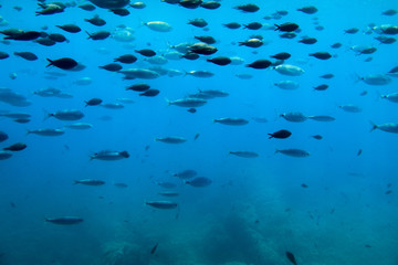 Fototapeta na wymiar Underwater view of a school of fish swimming in the Adriatic Sea off the coast of Krk Island, Croatia