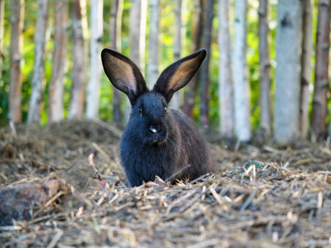 Rabbit sitting in the hay against the fence