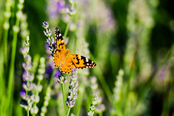 butterfly on flower