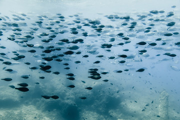 Underwater view of a school of fish swimming in the Adriatic Sea off the coast of Krk Island, Croatia