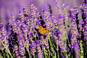 Obraz premium field of lavender