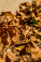 autumn lie leaves along the long road