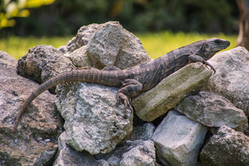 Iguanas in Mexico, lizards, reptiles